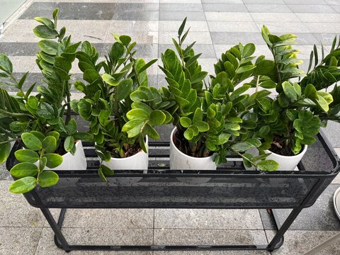 Top view of Zamioculcas plants in black pots outside on gray asphalt after rain