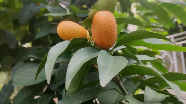 Fresh ripe Nagami Kumquat fruit hanging on tree branch with green leaves. Oval orange citrus fruit in the garden. Tropical agriculture
