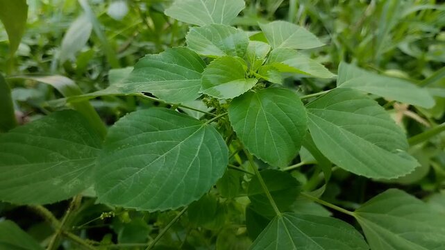 Acalypha indica plant with green leaves in nature, known as Indian Acalypha or Catnip. Fresh wild herbal plant for botanical and medicinal background