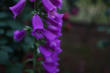 The foxgloves are in full bloom © Studio Liminia