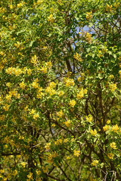 Dalmatian laburnum shrub with yellow flowers - Latin name - Petteria ramentacea
