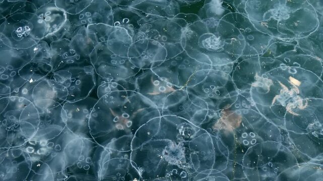 Close-up, drifting of many Moon jellyfish caught in powerful sea current, Top-down view. White translucent mass of jellies float on water surface against vast, shadowy expanse of dark water column