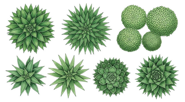 Set of various green succulent plants top view