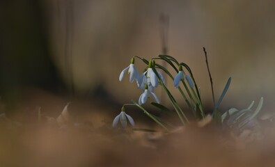 przebiśnieg © Marek Polak
