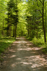 Fototapeta premium Sunlit path through lush green forest.