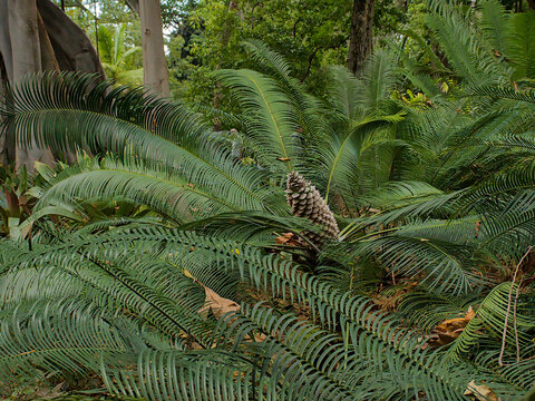 Pineapple Zamia palm with a cone fruit in the botanical garden - epidozamia hopei 