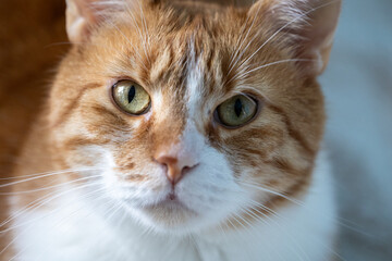 Cat © ukasz