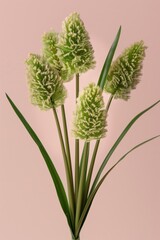 Fototapeta premium Bright green fluffy flowers arranged in a simple bunch against a soft pink background in a minimal setting