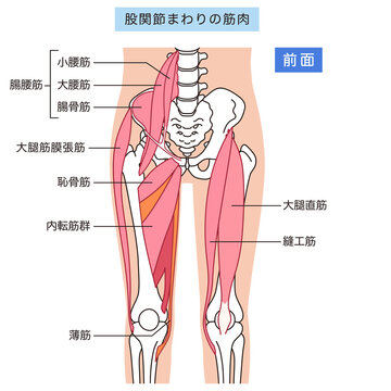 股関節まわりの筋肉（前面）　腸腰筋　内転筋群　大腿直筋