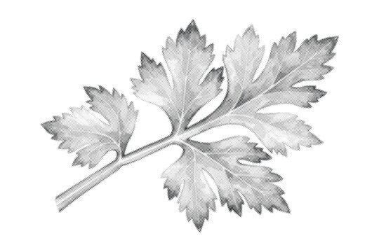 Black and white halftone illustration of a single parsley leaf with its stem and lobed sections.