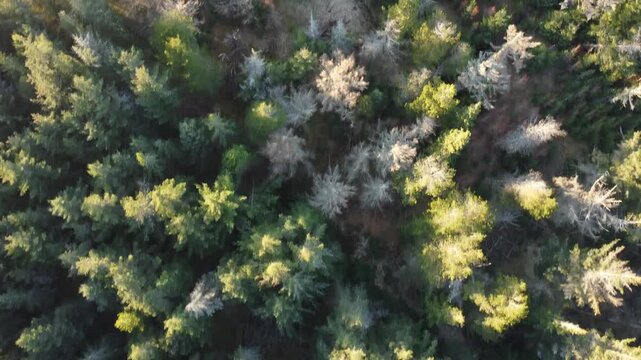 Aerial top down view flying over a damaged pine forest in Jylland, Denmark, revealing deforestation, clearcutting, and environmental impact on the ecosystem