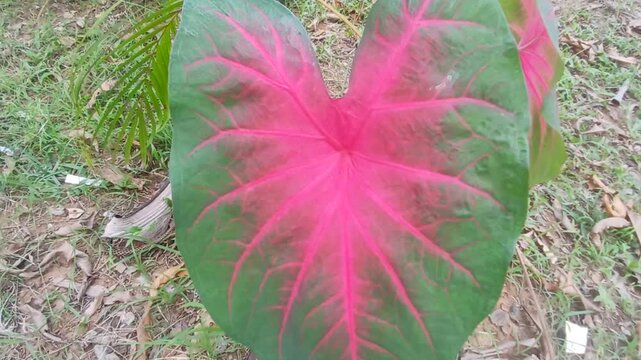 Video of Caladium bicolor plant from India.