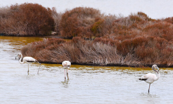 FLAMINGO