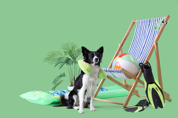 Cute Border Collie dog with neck pillow, deckchair and travelling accessories on green background © Pixel-Shot