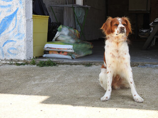 Spaniel breton © Steve Fossiant