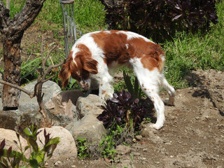 Spaniel breton © Steve Fossiant