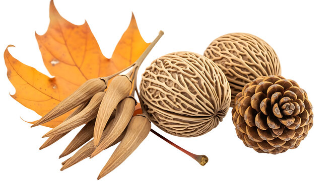 Autumn arrangement maple leaf hickory nuts and pinecone isolated on transparent background.