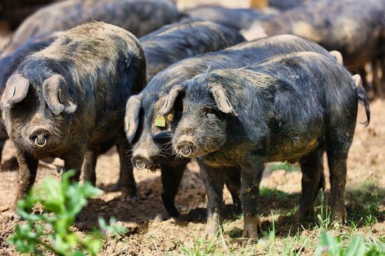 Elevage du porc noir de Bigorre