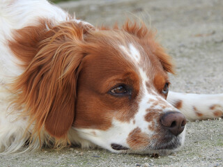 Spaniel breton © Steve Fossiant