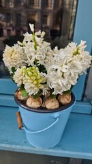 White hyacinth flowers in a blue bucket are positioned near a window, with a soft-focus urban scene visible in the background © Olena