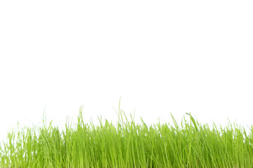 Obraz premium Green fresh wheatgrass on white background
