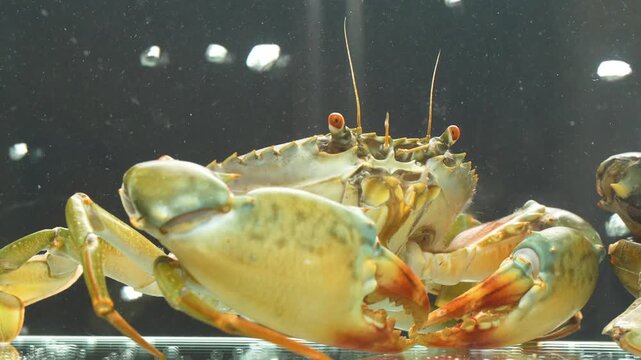 Close-up of a Vietnamese mud crab with a large claw swimming in a water tank, light highlighting shell details.
