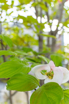 初夏の街角に咲くハナミズキの花