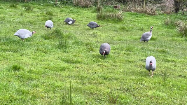 Domestic guinea fowl group, a confuson feeding foraging on green grass, tracking shot.
