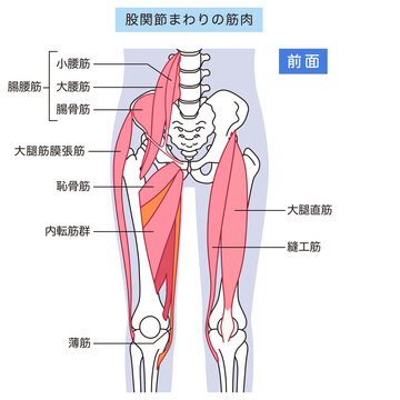 股関節まわりの筋肉（前面）　腸腰筋　内転筋群　大腿直筋