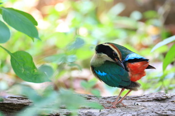 Obraz premium The Fairy Pitta is a rare migratory bird that comes to Thailand to live and forage during the late summer. Thailand