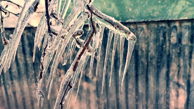 A tree branch with heavy icing. The tree freezing branch covered with thick layer of ice with long sharp icicles on a winter day. Frozen branches. Winter view. Nature backdrop. Natural background.