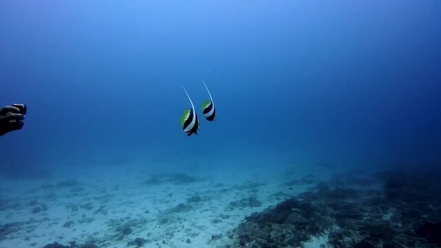 A pair of Pennant bannerfish swimming in the tropical sea of Nusa Penida, Bali, Indonesia
