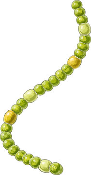 Anabaena flos-aquae illustration
