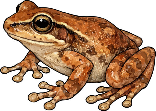 Eleutherodactylus coqui illustration art (2)