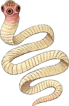 Taenia solium illustration