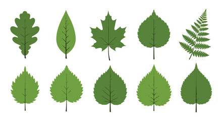 A collection of ten green leaves on white © Balle