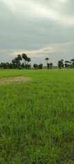 Fototapeta premium green field and blue sky