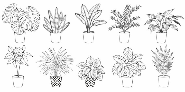 Potted plant collection twelve botanical line drawing variants