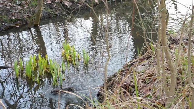 4K footage shows wild nutria swims calmly through a narrow, tree lined forest creek in early spring