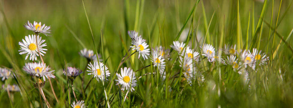 daisies in meadow lit by sunlight in spring