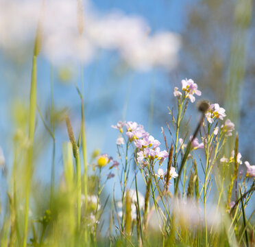 pentecostal flowers in closeup growing in sunlit spring meadow