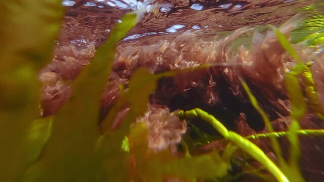 Close-up of vivid algae: green Sea Lettuce, Ulva intestinalis and Porphyra red seaweed swaying in current below surface in surf zone. Natural algae landscape in intertidal zone (littoral zone).