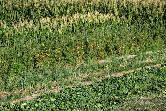 A local vegetable garden in Extremadura, with tomatoes and maize plants in the foreground.