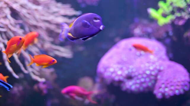 Acanthurus surgeonfish swimming in colorful reef aquarium. Slow motion 4K footage