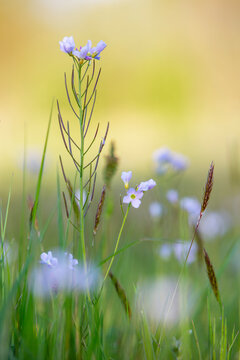 pentecostal flowers in closeup growing in sunlit spring meadow