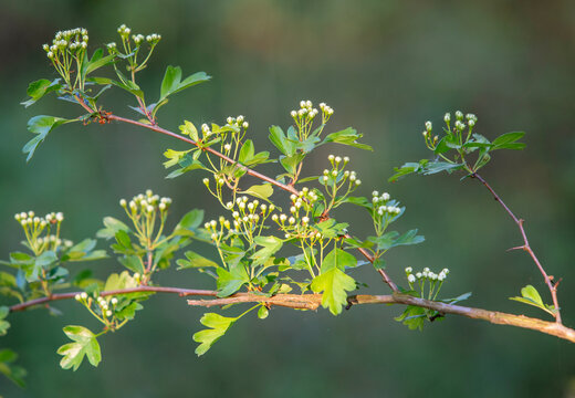 buds of hawthorn on branch in warm evening sunlight