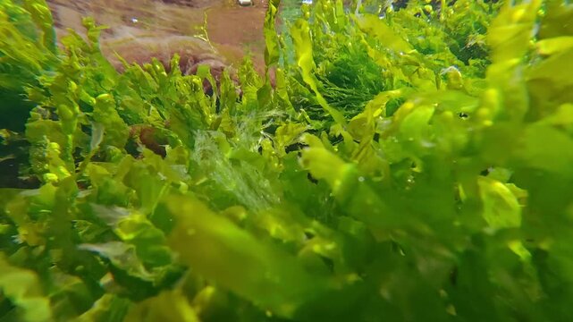 Close-up of vivid green Sea Lettuce, Ulva intestinalis and red seaweed Porphyra swaying in current reflected in water surface in intertidal zone, camera moves forwards through these thick thickets