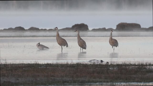 Sandhill cranes (Antigone canadensis) stand in morning fog as a common merganser (Mergus merganser) forages and a Canada goose (Branta canadensis) preens at McCoy Flat Reservoir.