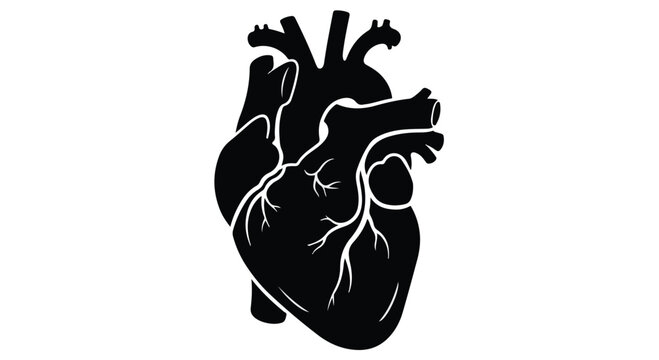 Human Heart Anatomical Illustration for Cardiology and Circulatory Health