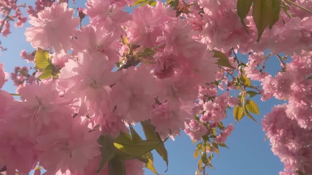 Close-up of clusters with multi-layered petals flowers swaying in wind on Sakura Royal Burgundy cherry blossom, against blue sky background on sunny day, soft focus, bottom-up view